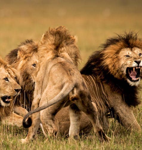 Kenya Familiarization (FAM) Trip – April 2026 Hosted by Inclusive Holidays Africa 31 Lion on game drive in Masai Mara during Scenic Kenya Simba Safari