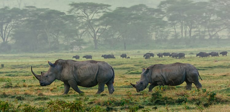 The Warriors Path Kenya Retreat 13 Rhinos