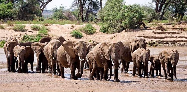 The Warriors Path Kenya Retreat 12 Samburu-Reserve-Game11 (1)