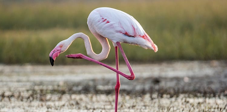 The Warriors Path Kenya Retreat 15 Flamingo