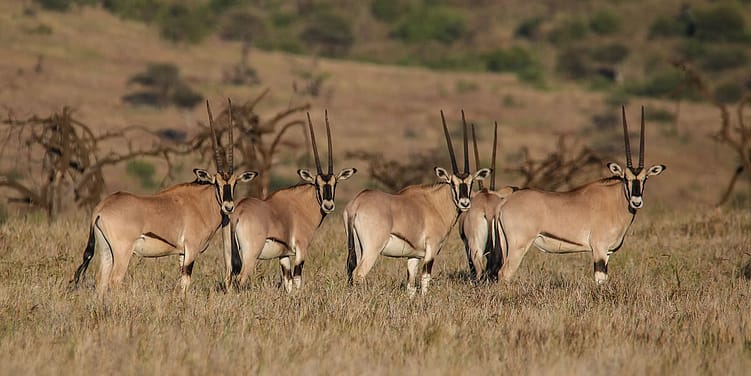 FREE Night Offer-Stay for 4, pay for 3 at Lewa House 8 Lewa-House3