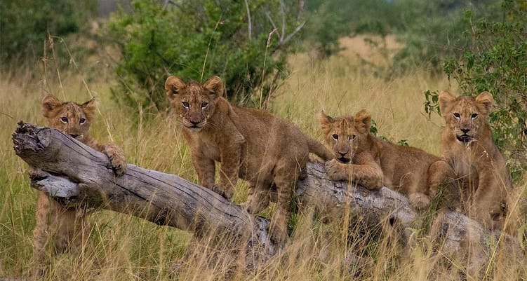 The Great Apes Safari 9 The-Great-Apes-Safari