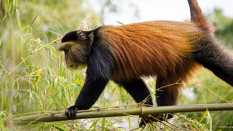 Rwanda Explorer 5 Rwanda-Explorer-2