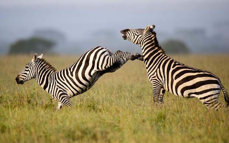 Night Tours 11 Ol Pejeta Game3