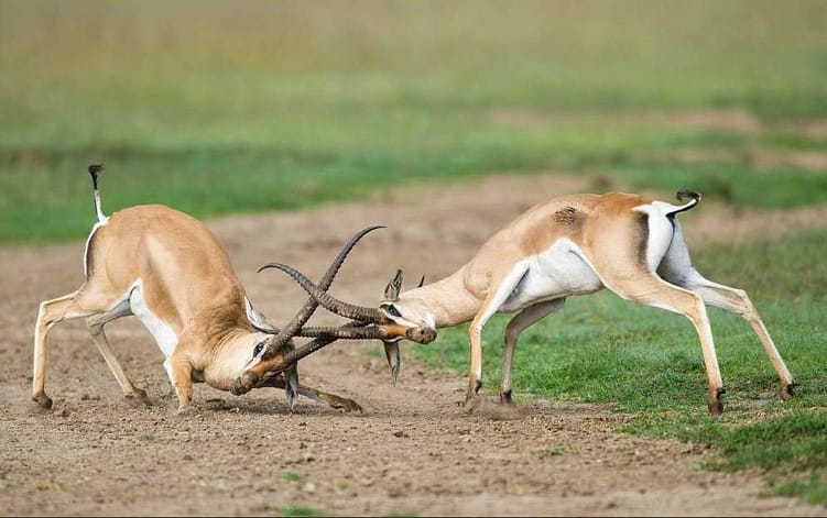 Night Tours 14 Ol Pejeta Game7