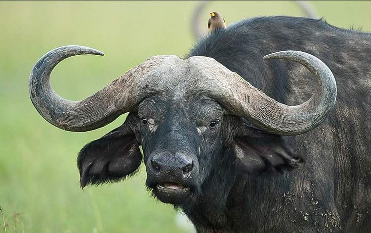 Night Tours 12 Ol Pejeta Game2