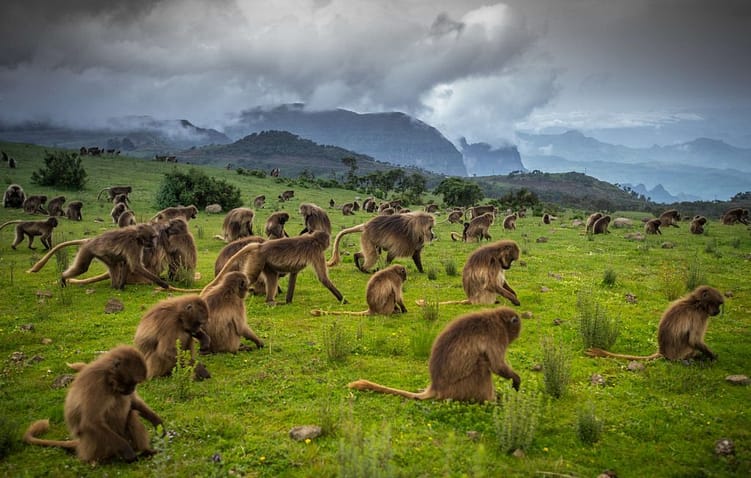 Simien Mountains National Park 5 simien-mountrans-1024x682