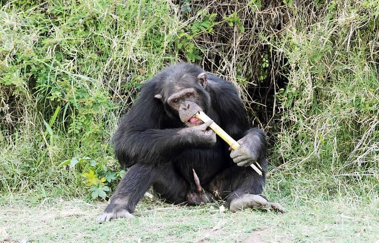 Night Tours 13 Chimpanzees at Ol Pejeta1