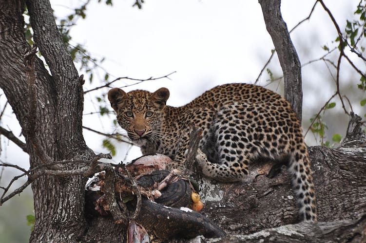 Singita Kruger National Park Exclusive Offer 8 Stay-4-_-Pay-3-–-Singita-Kruger-National-Park3 (2)