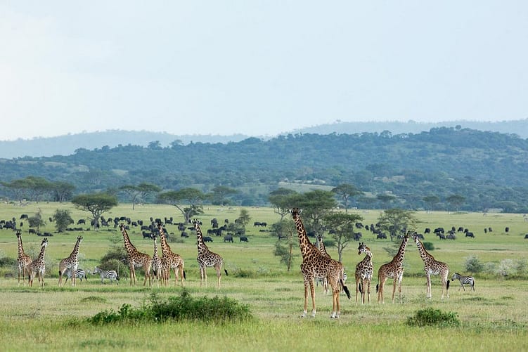 Singita Rwanda Long Stay Combination Offer 26 Singita-Serengeti-_-Singita-Volcanoes-National-Park-8 (2)