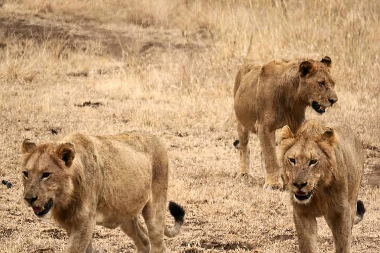 Singita Kruger National Park Exclusive Offer 7 Stay-4-_-Pay-3-–-Singita-Kruger-National-Park2 (1)